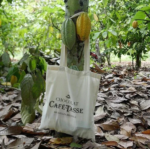 Des carrés de chocolat Café-tasse posés sur des noix de pécans